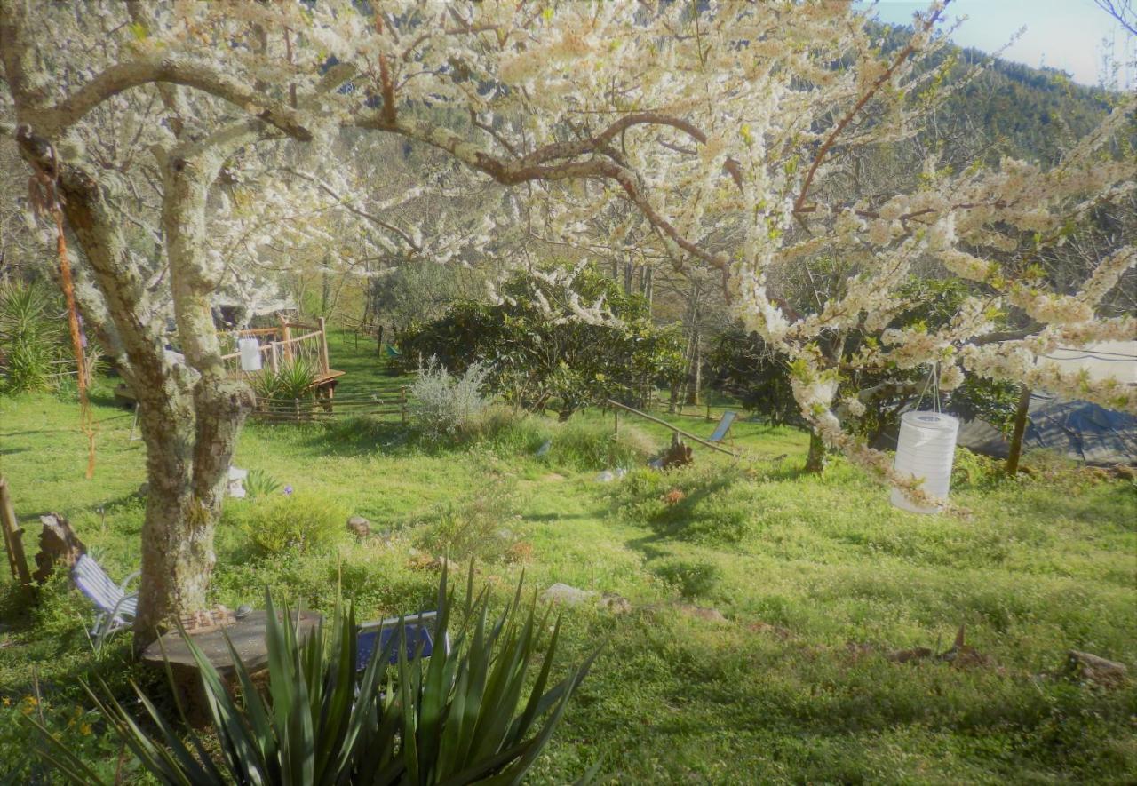 Green Man Yurt Penela Bagian luar foto