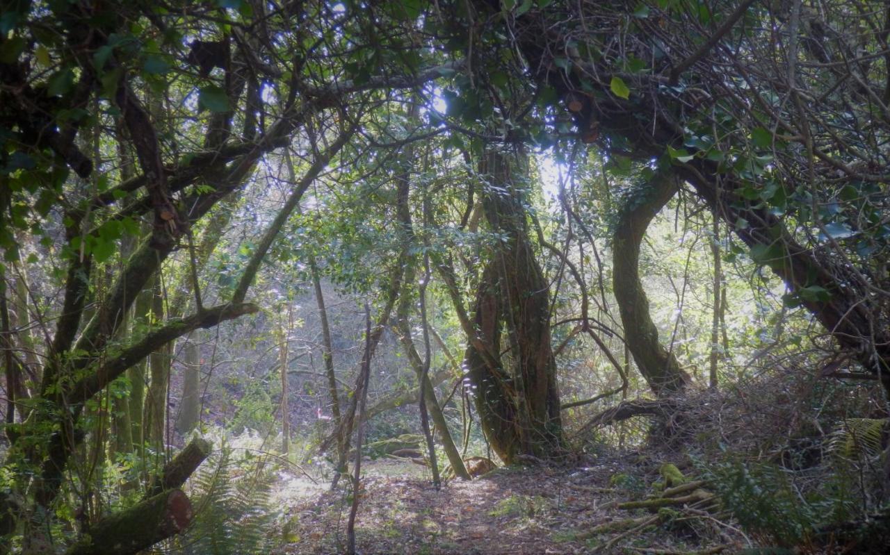 Green Man Yurt Penela Bagian luar foto