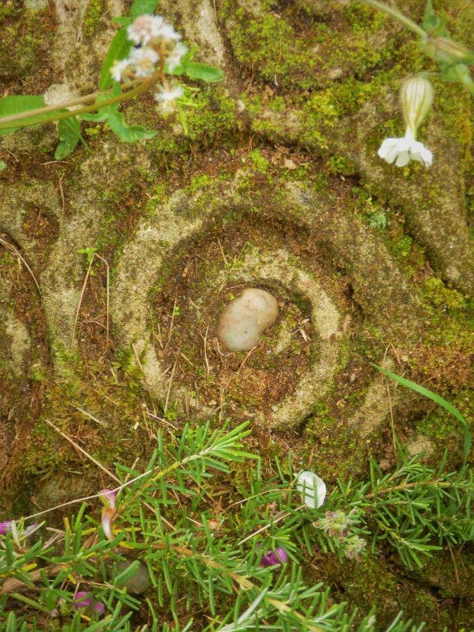 Green Man Yurt Penela Bagian luar foto