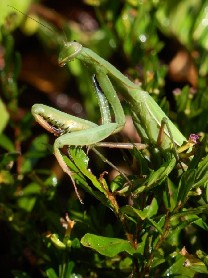 Green Man Yurt Penela Bagian luar foto